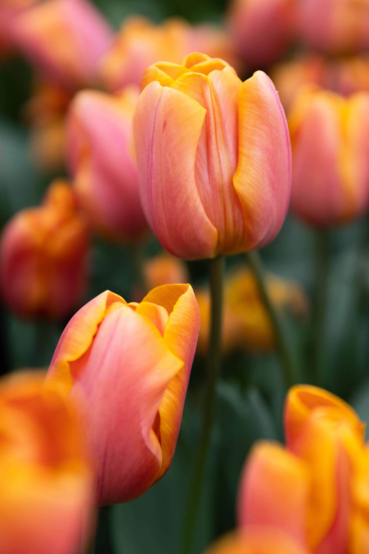 Tulppaani 'Jimmy'